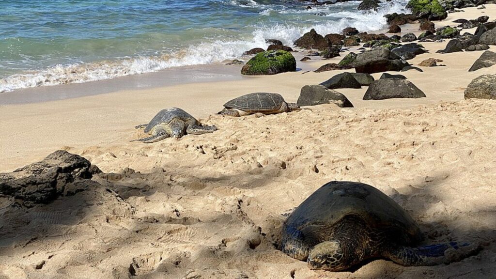 オアフ島ノースショアのラニアケアビーチで休むウミガメ